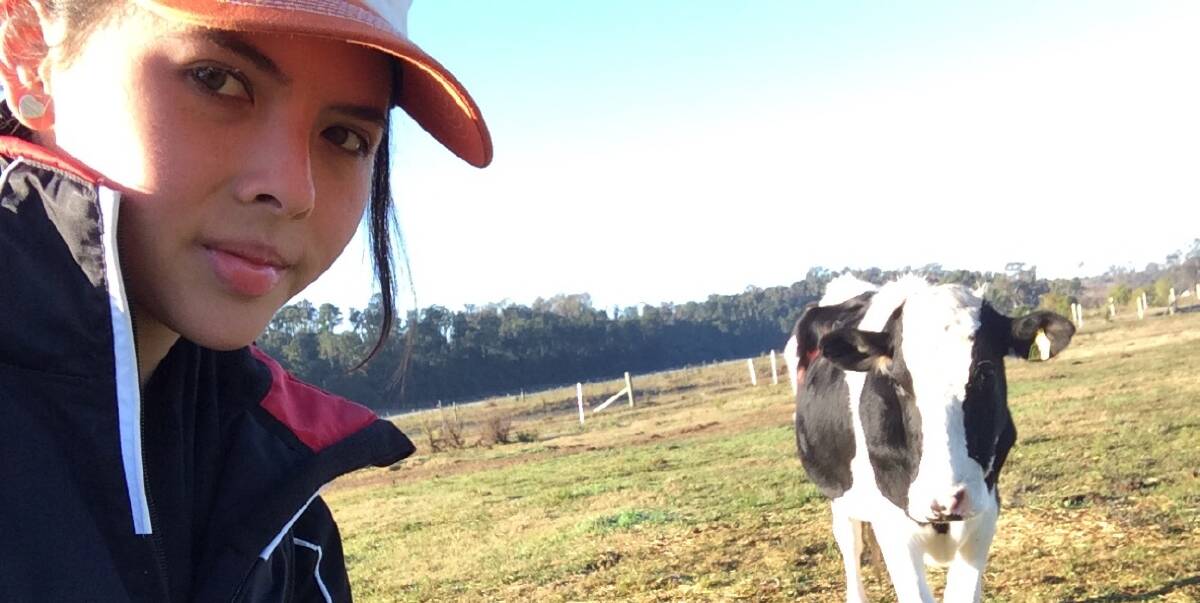 Training: Alexandra Green trained heifers to come to a feed bin in response to a particular sound. The program opens up possibilities to teach cows to come to the dairy in response to a particular call.
