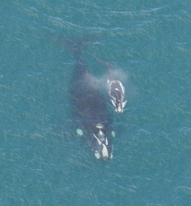 Back again: Odd Lips, pictured with a calf on a previous visit, is expected to soon bring another calf to Logans Beach.