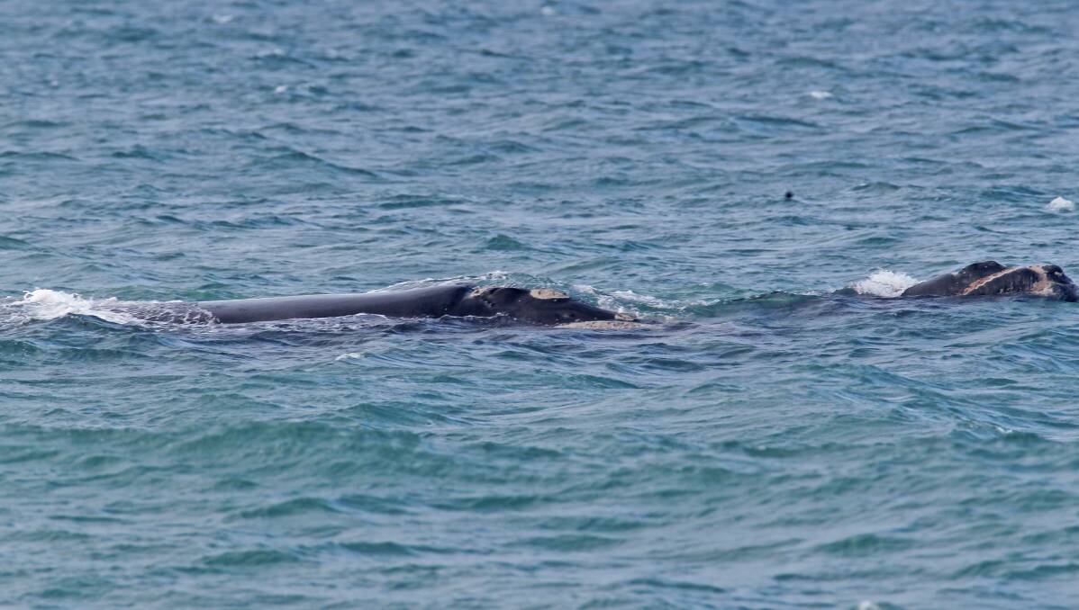 Further west: A southern right whale and her four-week-old calf off Dutton Way at Portland earlier this week. Picture: Bob McPherson