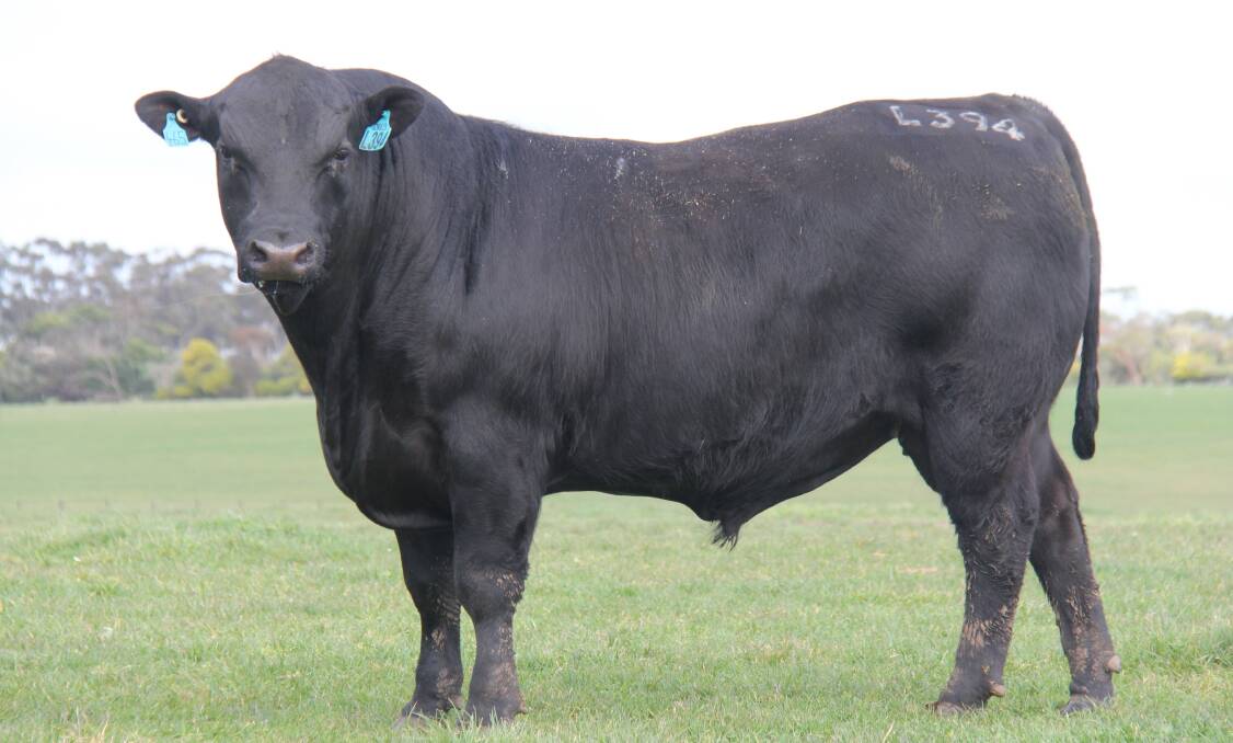 Outstanding: Weeran Lightning Ridge, VHWL394, sired by Te Mania NZ 11 465, is among the prominent offerings at Weeran's bull sale. 