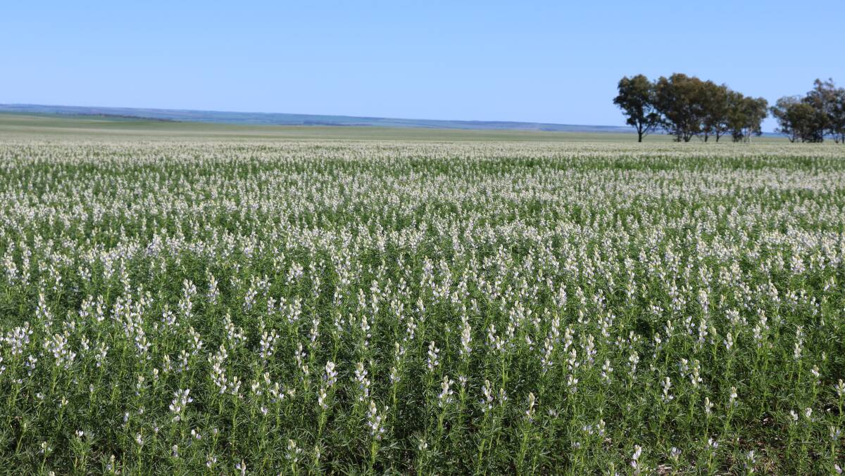  The buyer of Erragulla Plains, Daybreak Cropping, is a partnership between Warakirri Asset Management and the Canadian Public Sector Pension Investment Board.