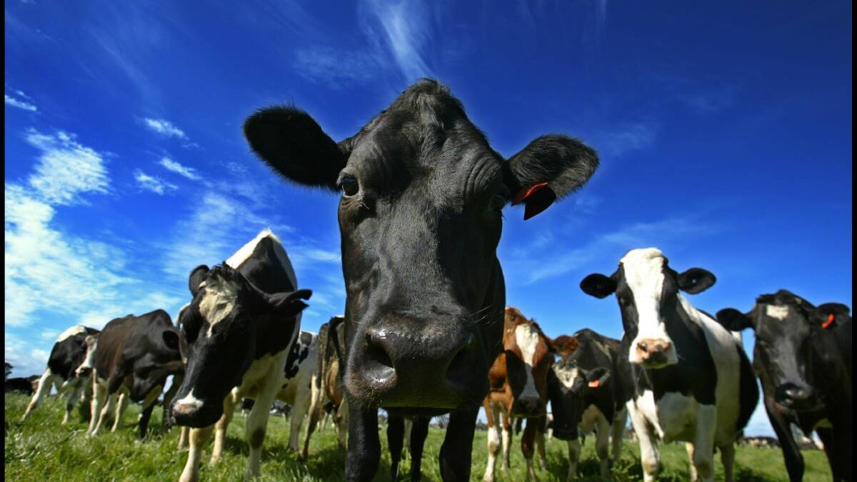 Fonterra announces $165 million dairy expansion