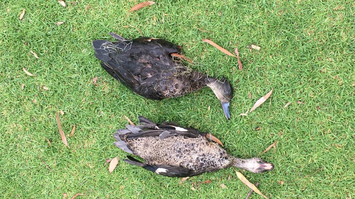 Deceased ducks at Lake Pertobe 