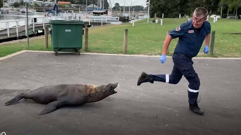 Rogue seal who bit woman at Port Fairy euthanised