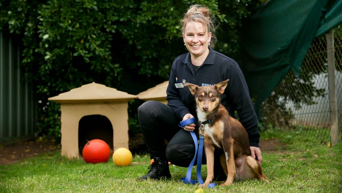 ADORABLE: RSPCA volunteer Tracey Patterson with rescue kelpie Hope who has doubled her weight since presenting to the shelter. Picture: Chris Doheny
