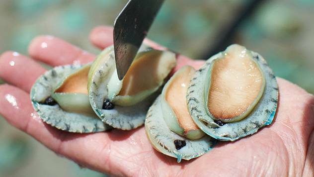 Yumbah abalone farm gets nod from environmental authority