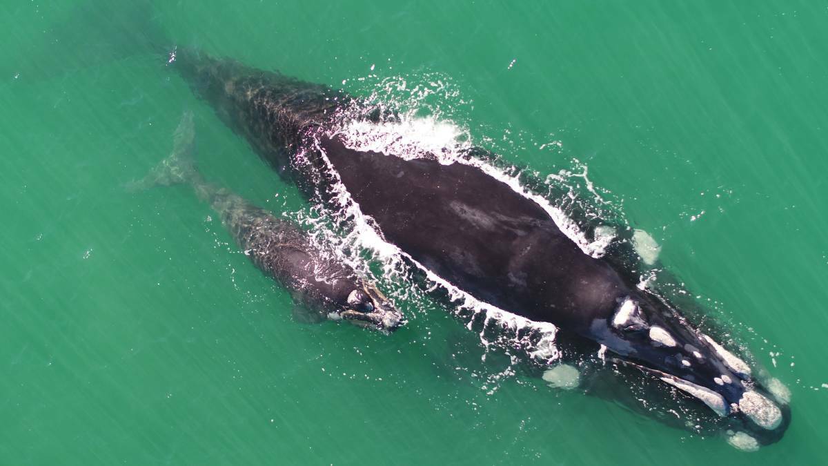 Southern Right whale calf lost, feared dead