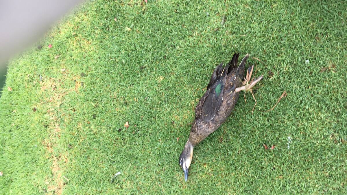A deceased duck. 