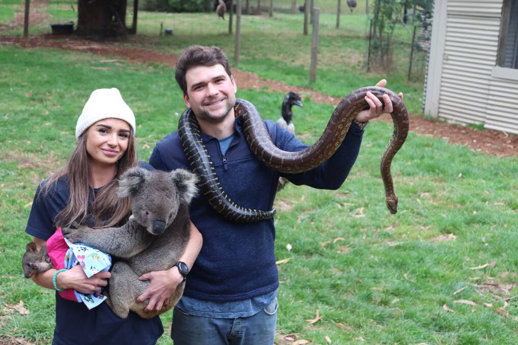 AWESOME: Zara Altmann and Joshua Hurley with Bruce the snake, Lenny the koala and Patty the joey. Pictures: Kimberley Price