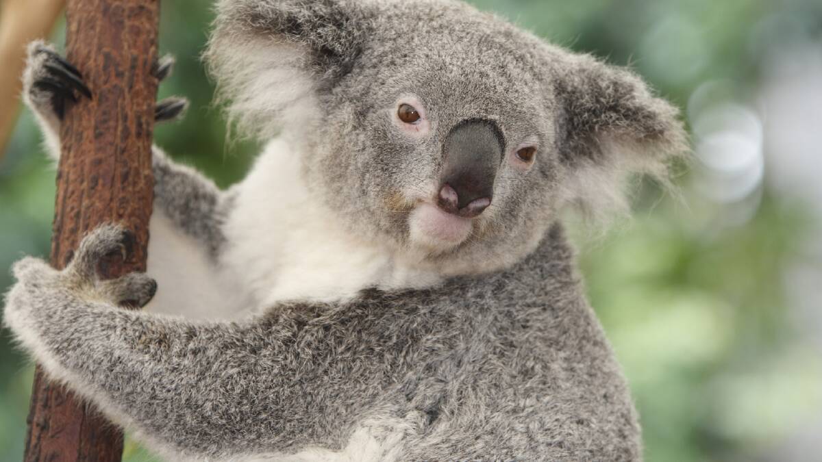 Update: Police seeking information on koala mutilation