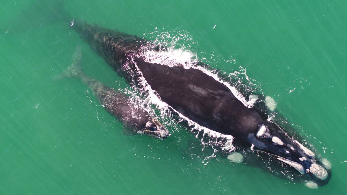 A whale and calf at Logans Beach last year. This image was taken from the 2018 Southern Right Whale drone research.
