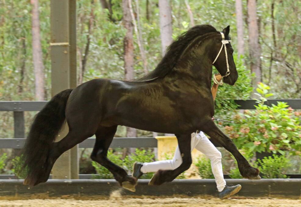 STRIDING OUT: The friesian stallion has a massive stride. 
