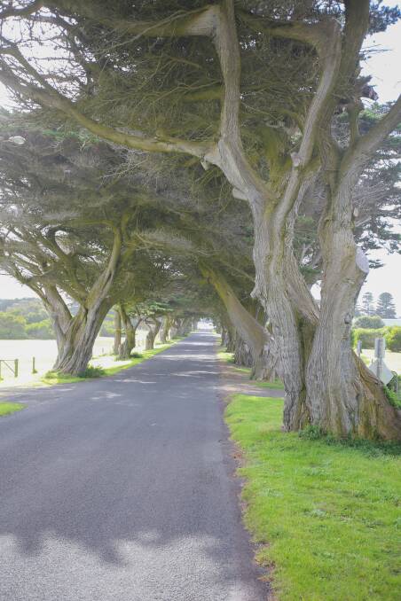 GONE: These Cypress trees in James Street, Port Fairy were been chopped down. The community was angered by their remvoal. Picture: Morgan Hancock    