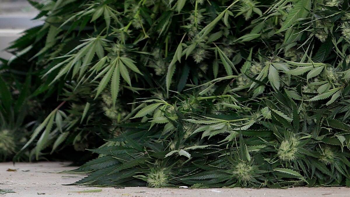 ‘Streamlined’ process to create better medicinal cannabis access