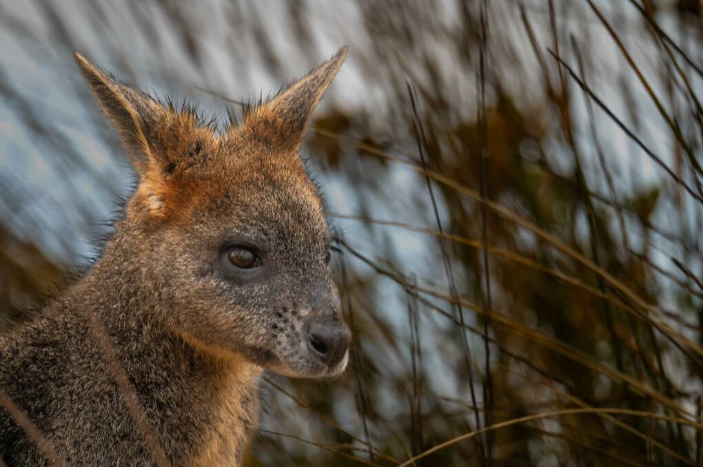 Grifffiths Island is home to a number of wallabies. Picture by Mara Sheedy-Barby/ Shelling Down South