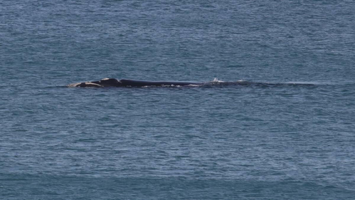 WELCOME: The first whale for 2021 has arrived at the Logans Beach in Warrnambool. Picture: Morgan Hancock
