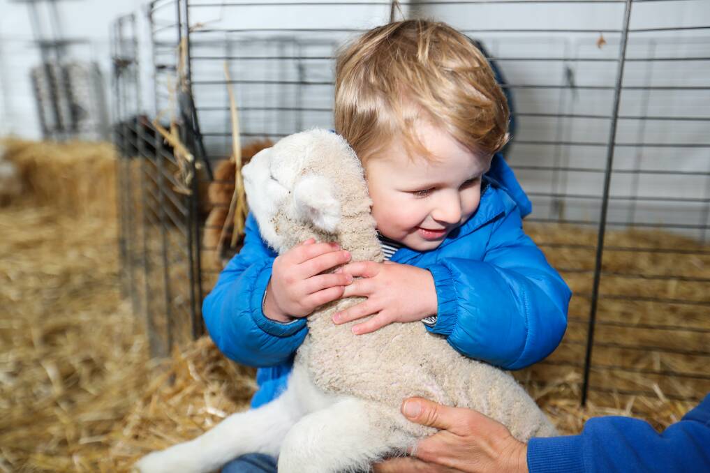 ALL SMILES: Harry Young, 3, of Hamilton hugs a little lamb at Sheepvention in 2019. Picture: Morgan Hancock