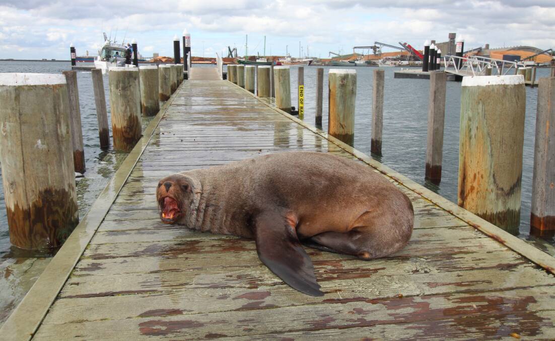 RAMPED UP: The seal, which was sleeping on the Portland boat ramp, became irate when someone tried to pass it on Monday afternoon. Picture: Mathew Butcher