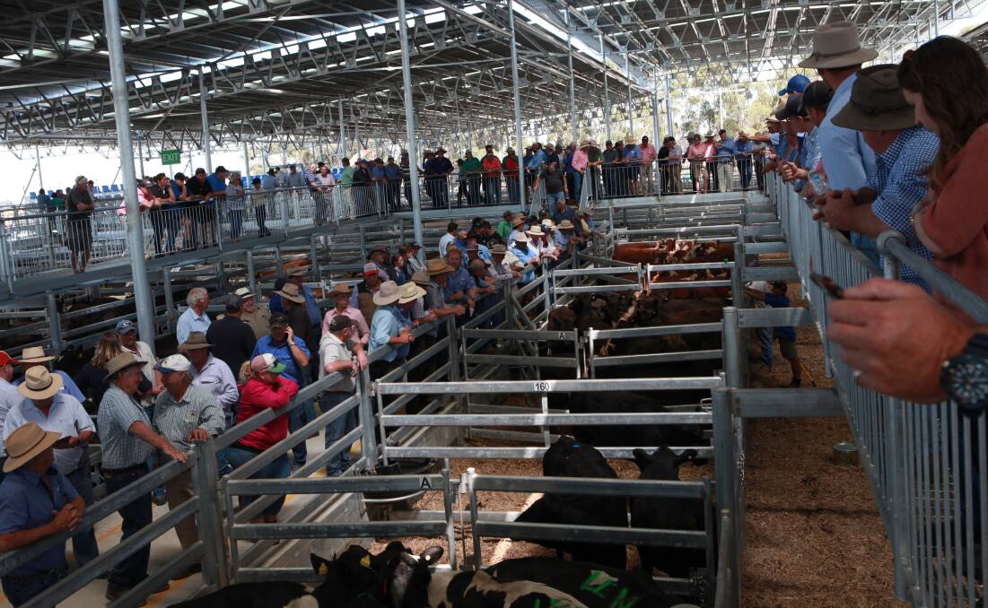 Western Victoria Livestock Exchange in Mortlake is expanding to keep up with demand from agents after the closure of the Warrnambool saleyards.