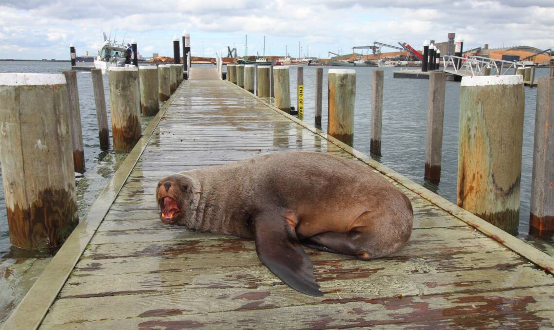 SLEEPY: The seal became irate on Monday afternoon. Picture: Mathew Butcher