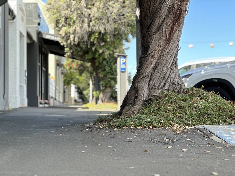 The mature trees in Kepler Street will remain, Warrnambool City Council has revealed.