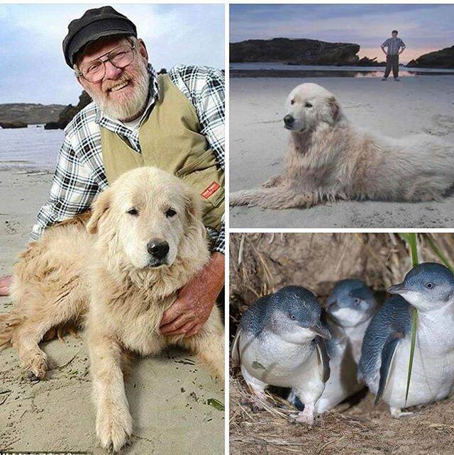 @wetnosesmobilevet: RIP Oddball, what an incredible legacy you leave behind! 