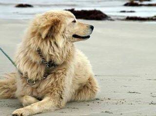 @cooldogeclub: today we lost a true dog legend ❤ RIP Oddball, the maremma from Warrnambool Victoria, Australia, famous for saving an entire colony of fairy penguins and who the children's movie 'Oddball' is based on. You will be missed 💗 #oddball #warrnambool