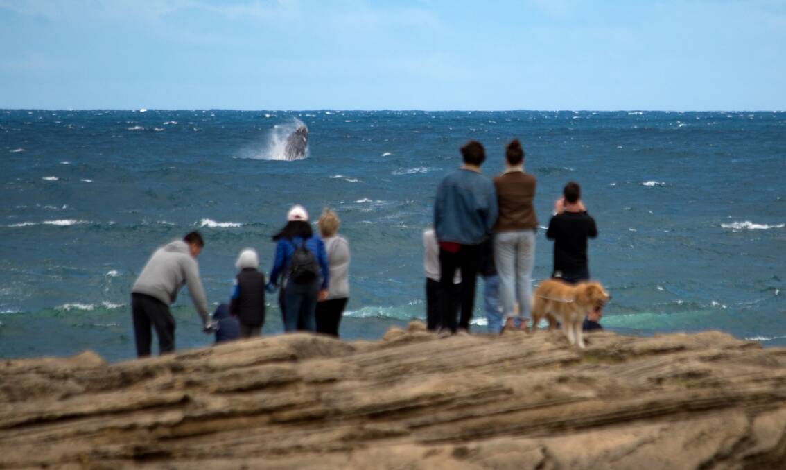 IMPRESSIVE DISPLAY: A large crowd watched as the whale calf frolicked near the Warrnambool breakwater for several hours on Sunday afternoon. Picture: Brett Lewis