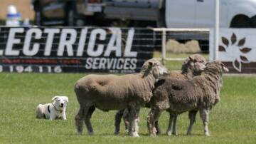 ENDORSED: Moyne Shire councillors have allocated funding for three sheepdog events.