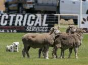 ENDORSED: Moyne Shire councillors have allocated funding for three sheepdog events.