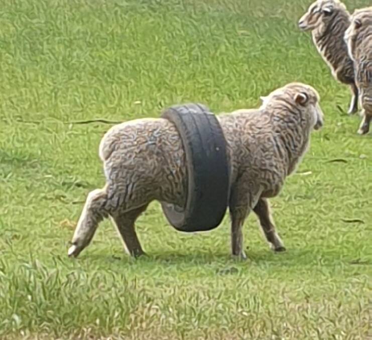 BAAD DAY: The sheep needed help to remove the tyre. Picture: Supplied