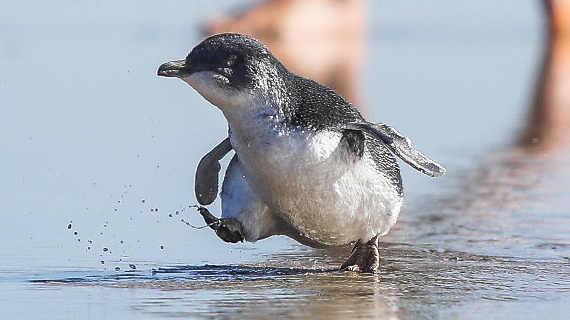 The Warrnambool City Council has purchased motion sensor cameras to help monitor the penguin population. 