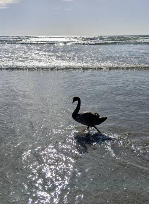The 'surfing swan' was wowing Port Fairy audiences with its antics at East Beach before the attack.