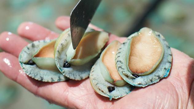 Discovery of abalone disease in South Australia 'devastating' for industry