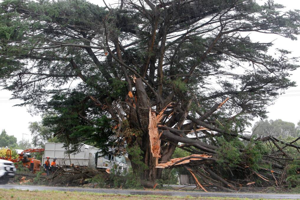 Destroyed: One of the many catastrophically damaged Monterey cypress trees along the Mortlake avenue of honour. Picture: Anthony Brady
