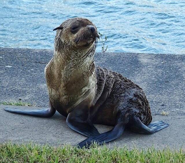 STAY AWAY: Don't get too close to this seal. Picture: @portfairypics Instagram