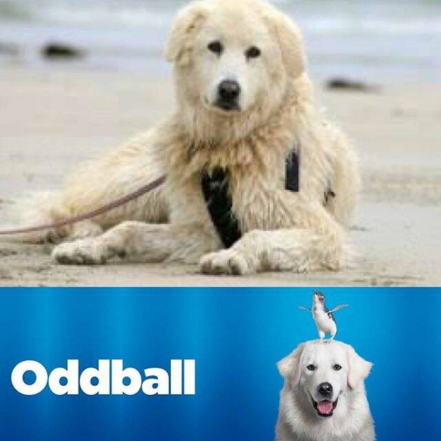 @cali_and_luna_golden_stars: RIP Dear Oddball, such a beautiful soul and guardian of penguins on Middle Island. You will be missed but your legacy will live on forever. 🌈😢🐧 #golden #goldenretriever #goldensofinstagram #dog #dogs #dogsofinsta #dogsoﬁnstagram #insta #instagram #instagramdogs #instadog #instadaily #instagood #instagramhub #instagramers #instalike #like #follow #picoftheday #dogoftheday #love #sweet #play #cute #maremma #dogstagram #australia #adelaide #doglife #oddball