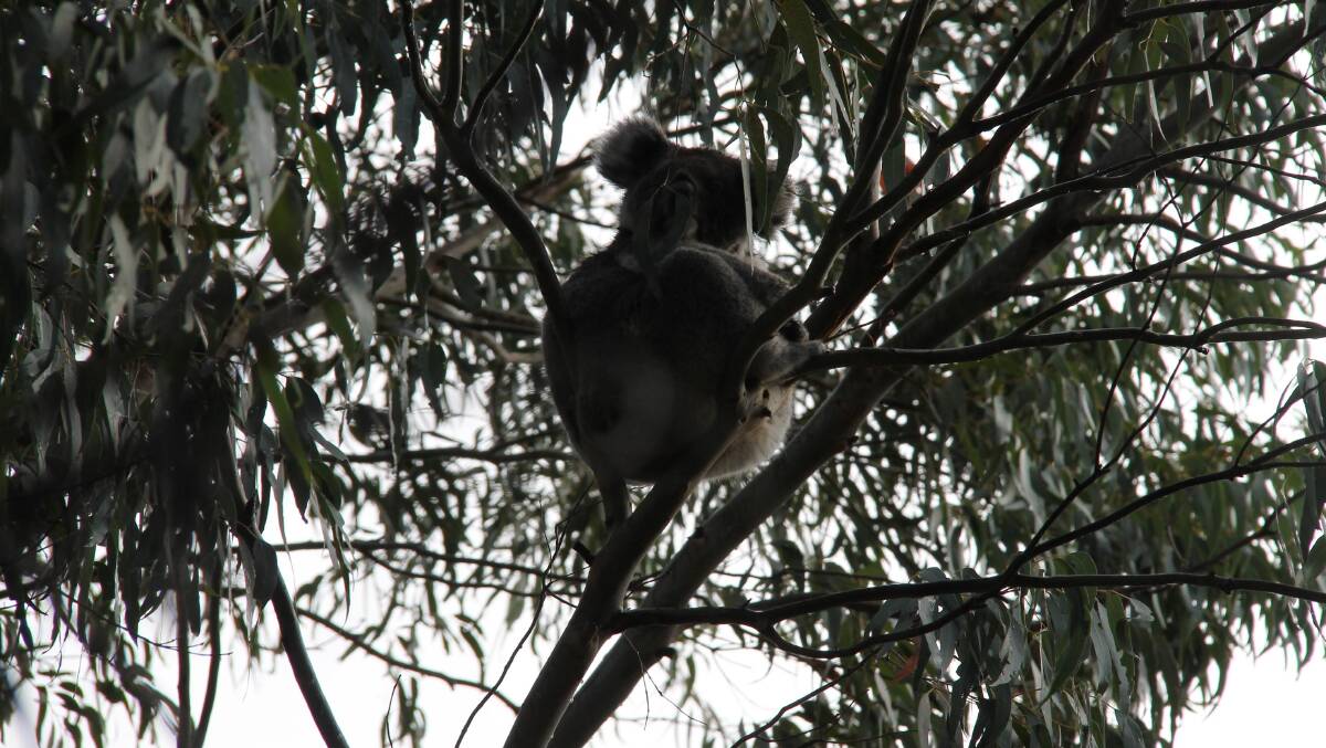 A koala at Hanson Bay Wildlife Sanctuary … certainly not endangered here. 