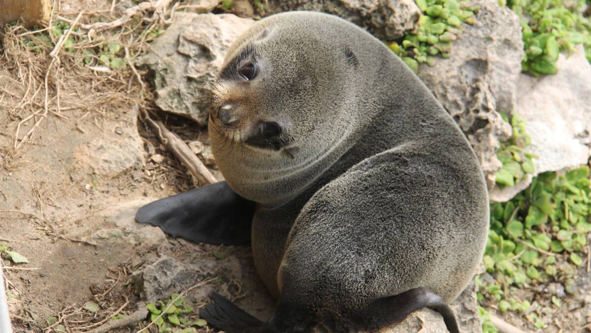 A baby fur seal at Admirals Arch … how cute is that?