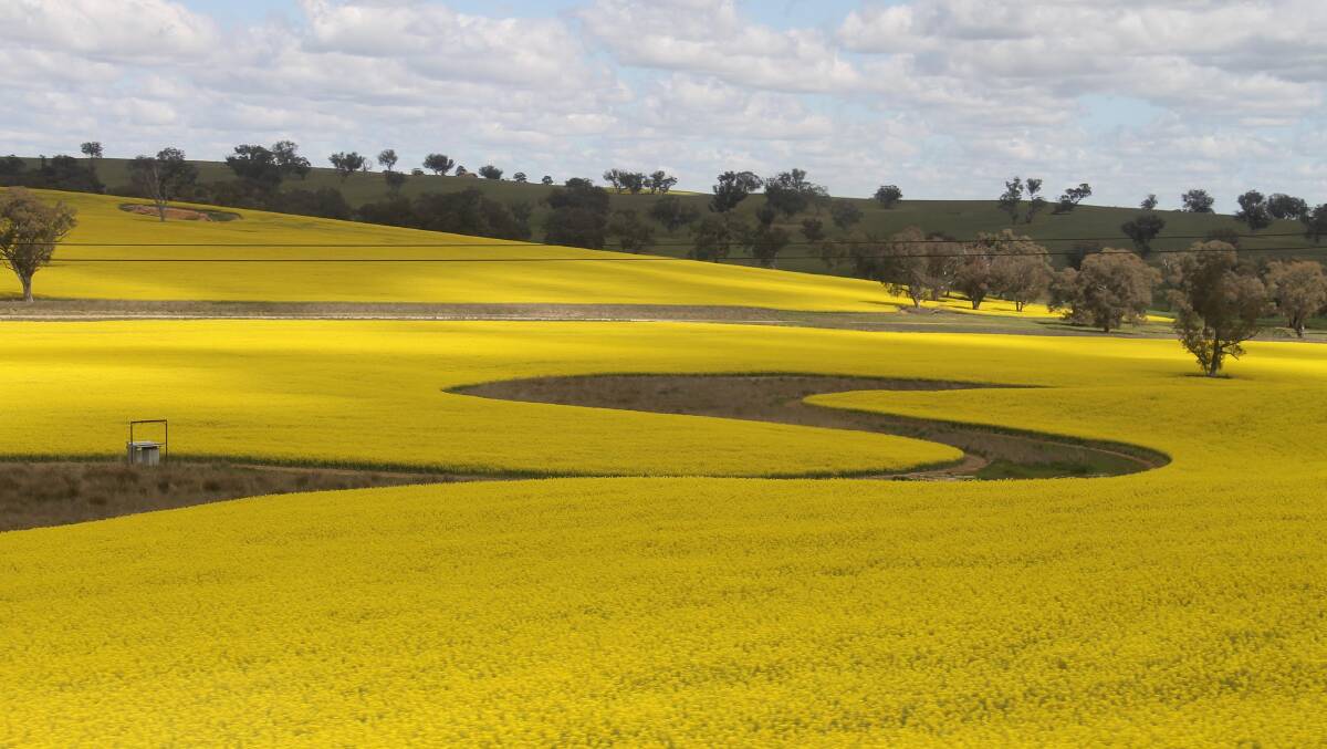 Fields of gold … canola in the NSW Riverina. 