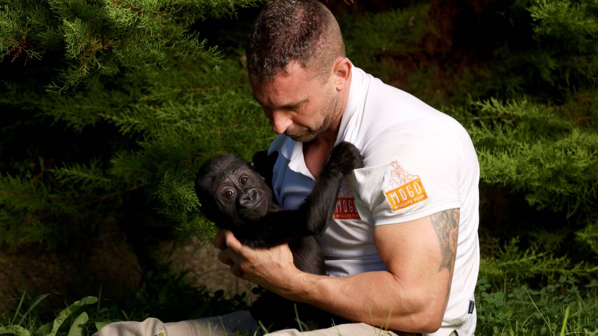 Zookeeper Chad Staples Chad Staples with baby gorilla Kaius. Picture by James Croucher