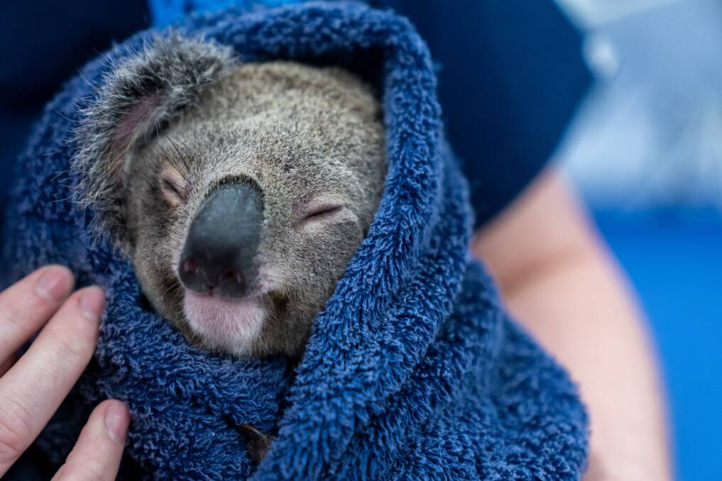  Koalas are just one of Australia's fauna that get patched up and set free in the new SBS series Wildlife ER. 