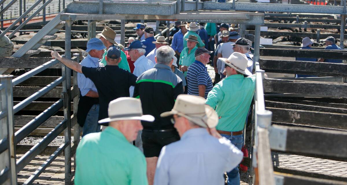 Bumper numbers: The crowd at the Warrnambool livestock exchange during a sale on November 27. Picture: Anthony Brady