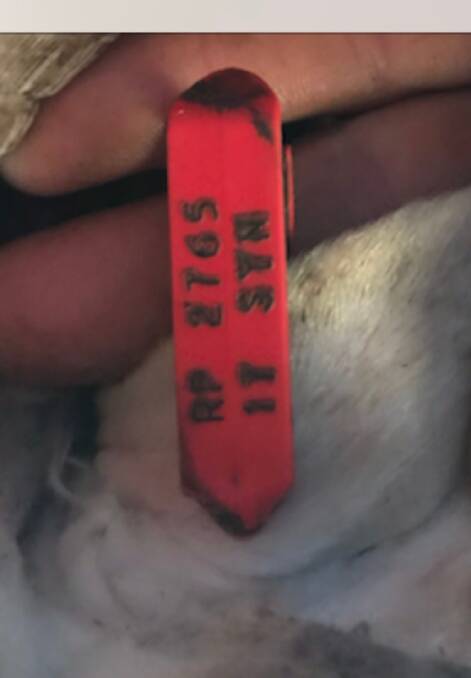 Missing: One of the ear tags fitted to the rams. They also have brand on their horns close to the skull.