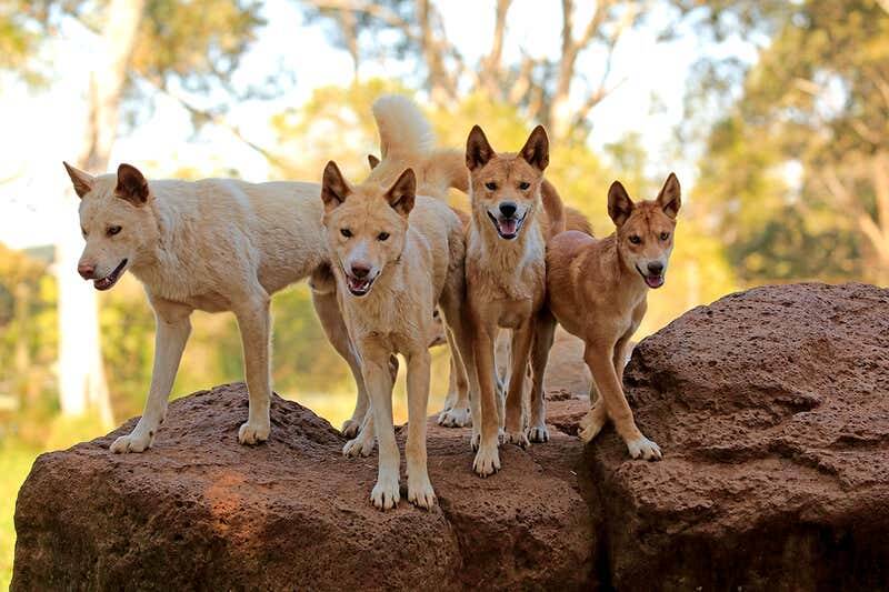 Farmers says Grampians dingo plan 'ill-conceived'