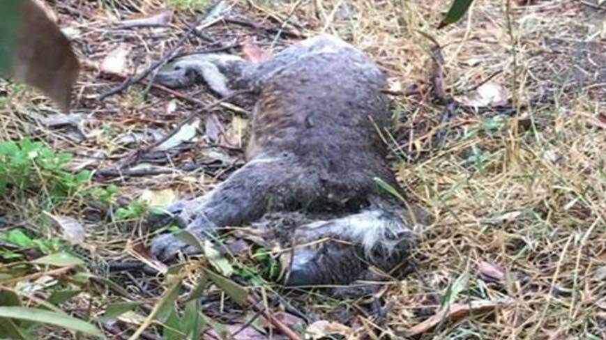 One of the dead koalas.