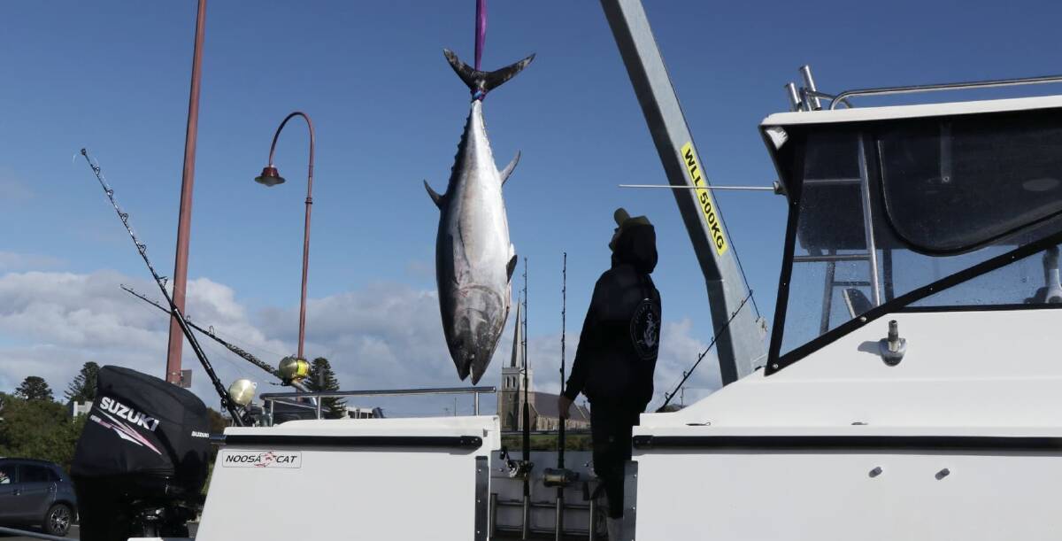 Police operation: Tuna fishermen are being checked today to make sure they are complying with coronavirus restrictions. This file picture shows a 108kg tuna being weighed in.