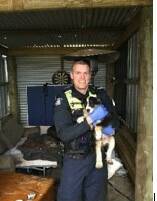 Leads end with alleged stolen puppy being recovered in police raid