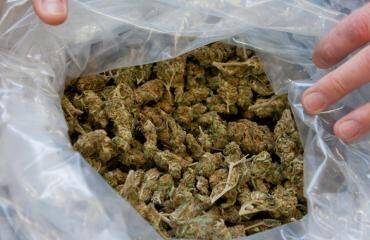 Bust: Hamilton police have seized 613 grams of cannabis, worth more than $8000, in a raid. This is a file image.