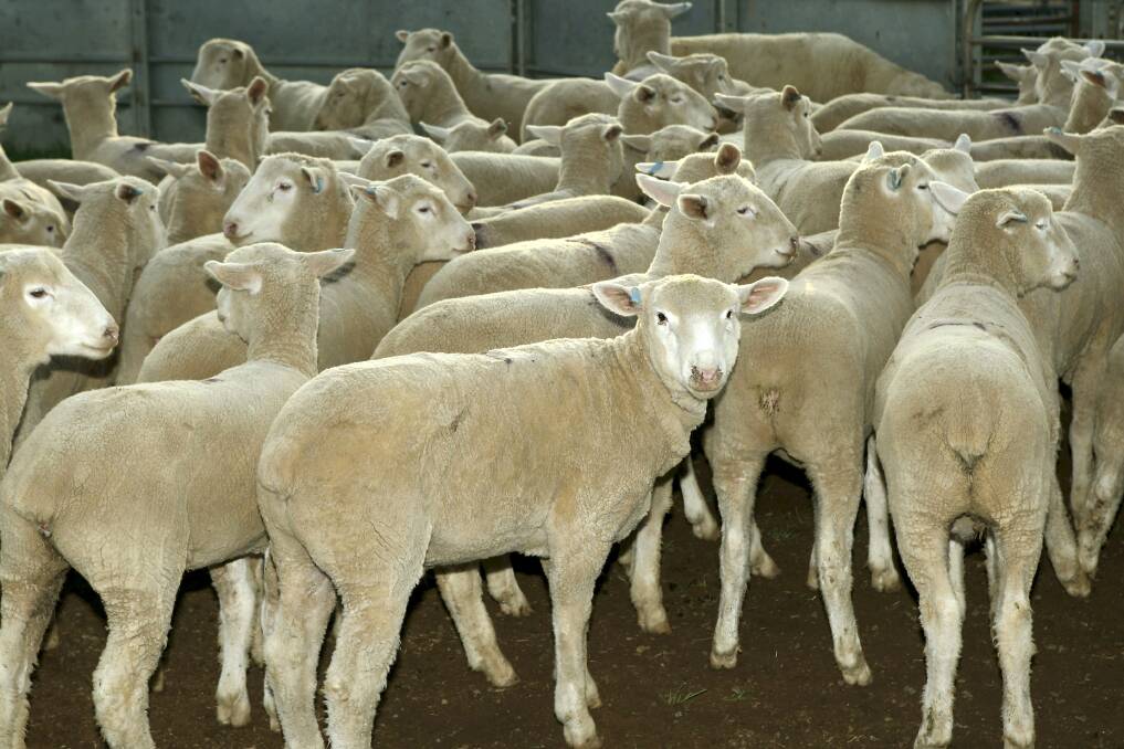 Rich pickings: Lambs are expected to be the target of thieves from now on this season.